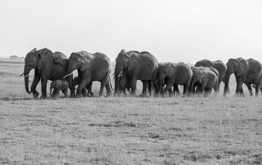 Herd of elephants on the move