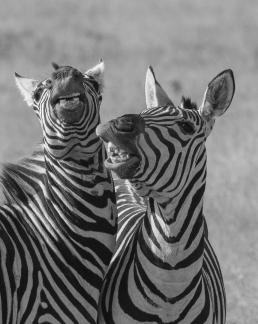 Zebras playing
