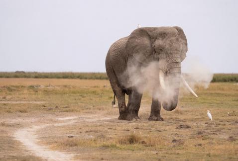 Elephant blowing smoke