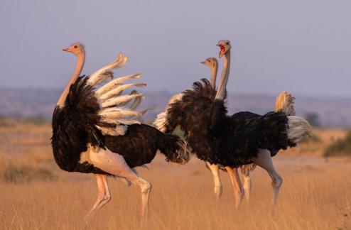Ostrich wants to announce