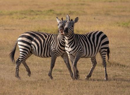 Zebras meeting