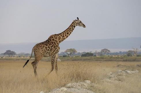 Giraffe strolling