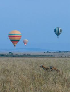 Hyena and Balloons