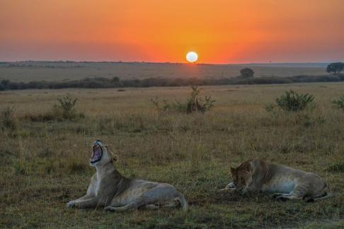 Lion roar at sunrise