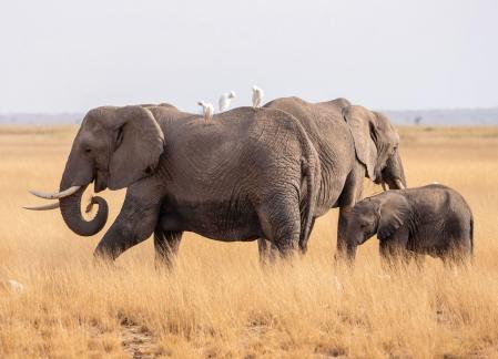 Smiling Elephants