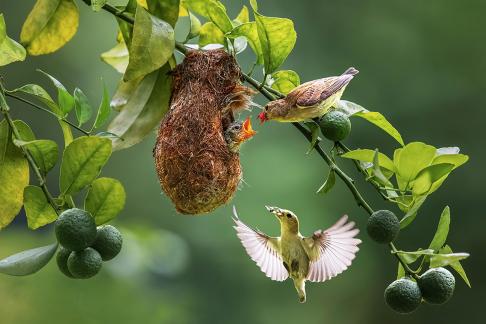 Green bird 03
