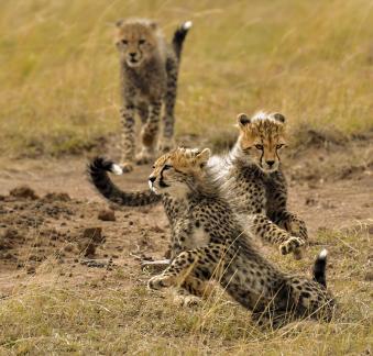 Cheetahs with spotted coats3