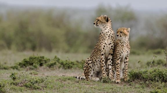 Cheetahs with spotted coats18