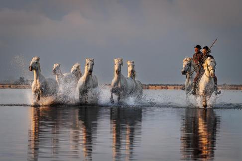 Charging Camargue horses 18