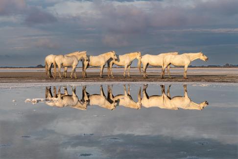 Reflection of Camargue horses 7