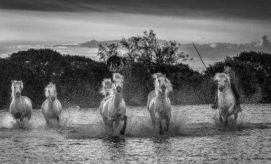 Camargue horses at sunset 25