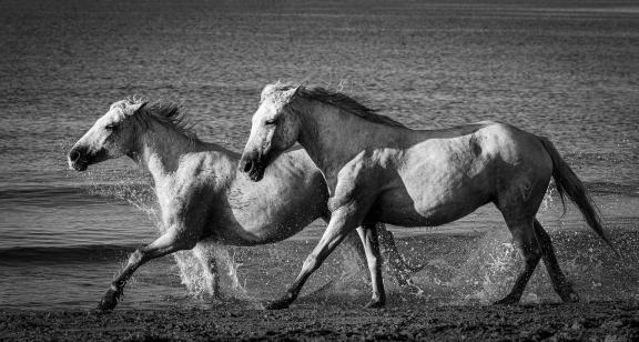 Gallop at the beach 11