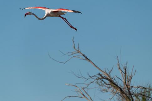 Flamingo in flight 4