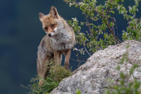 Fox at Lauzet 15