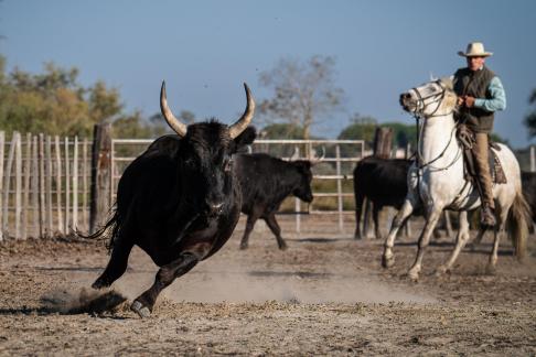 Sorting bulls 1