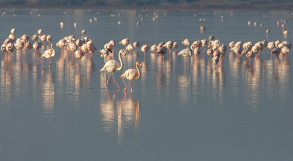 Pink Ripples