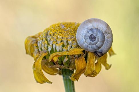 SNAIL SHELL ON A YELLOW FLOWER