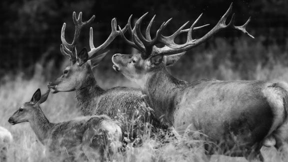 The stags are calling