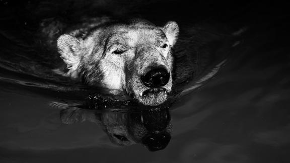 Ice Bear with reflection