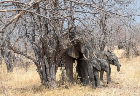 Elephants hiding