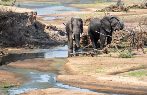 Elephants Tanzania