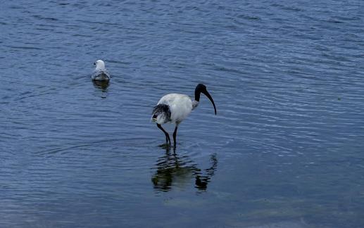 Black headed Ibis