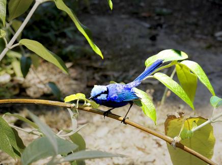 blue tit