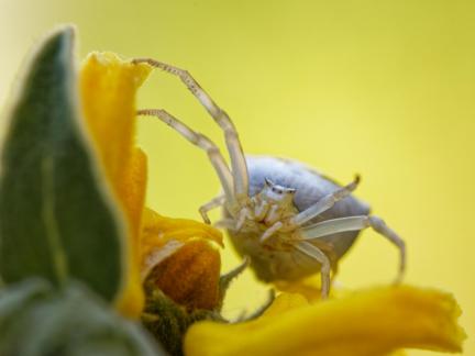 CRAB SPIDER SEPT 2024