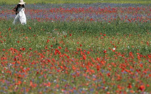 Flowers field46