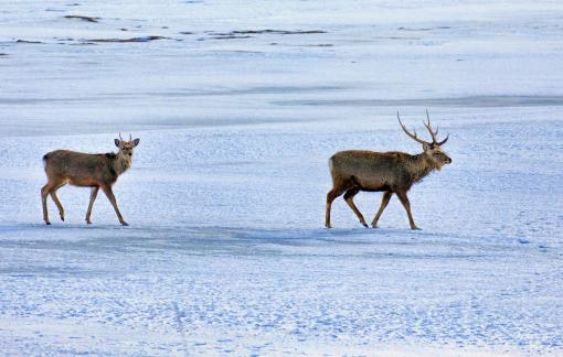 Two deers