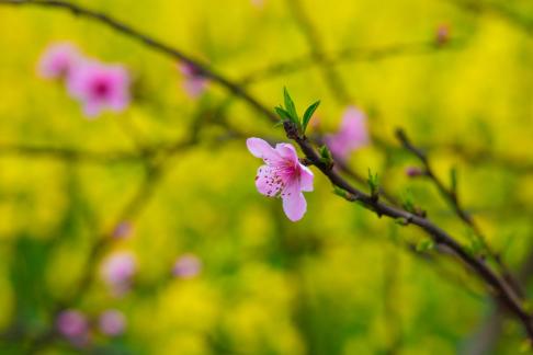 Pink color peach blossom