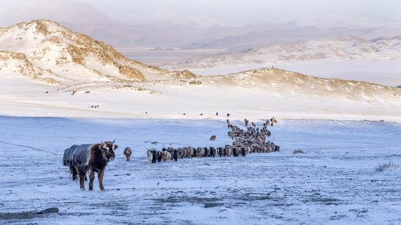 Kazakh Herd Movement 01