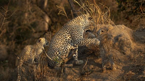 Leopard Mom and Two Cubs