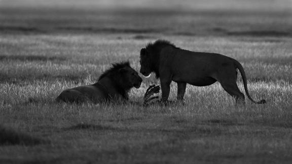 Lion Males Bonding After Meal