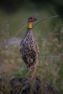 Yellow Necked Spurfowl on Rock