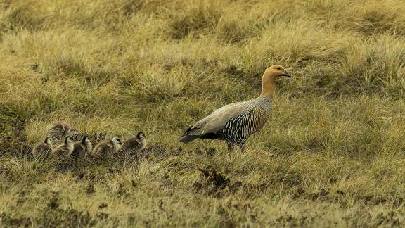 Upland Family Out for a Stroll