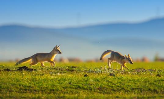 Fox running