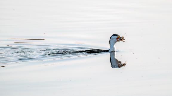 Cormorant with breakfast