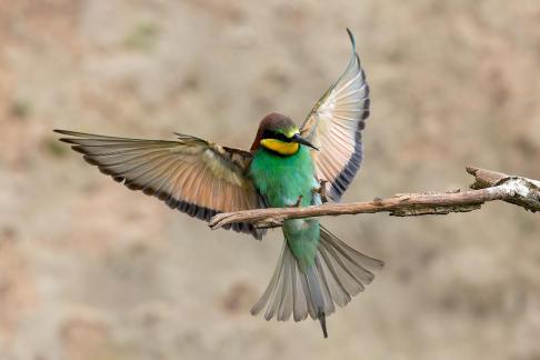 Bee-eater