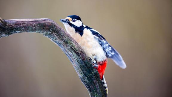 Great spotted woodpecker