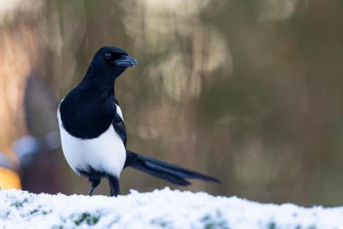 Magpie and snow