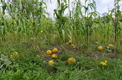 Pioneer Corn Field