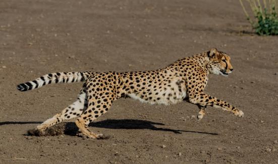 Cheetah In Pursuit 115