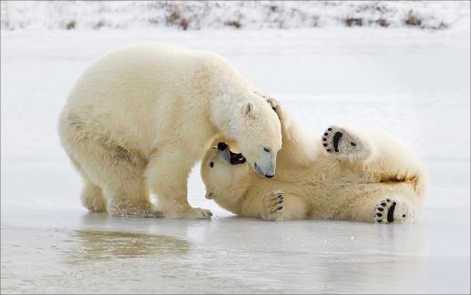 Polar Bear Playing