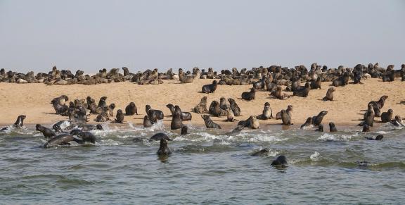 Cape seals_13