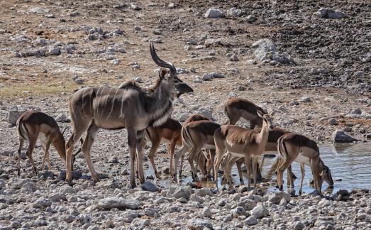 Kudu drinking