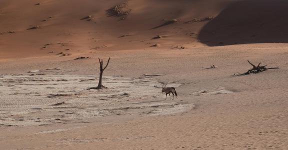 Oryx in desert_3