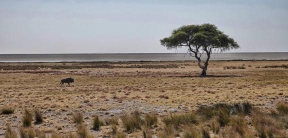 Wildebeest and tree