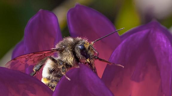 BEE ON FLOWER