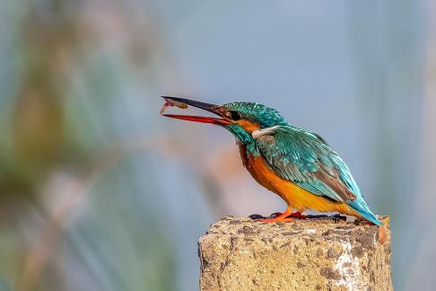 common kingfisher with catch 2